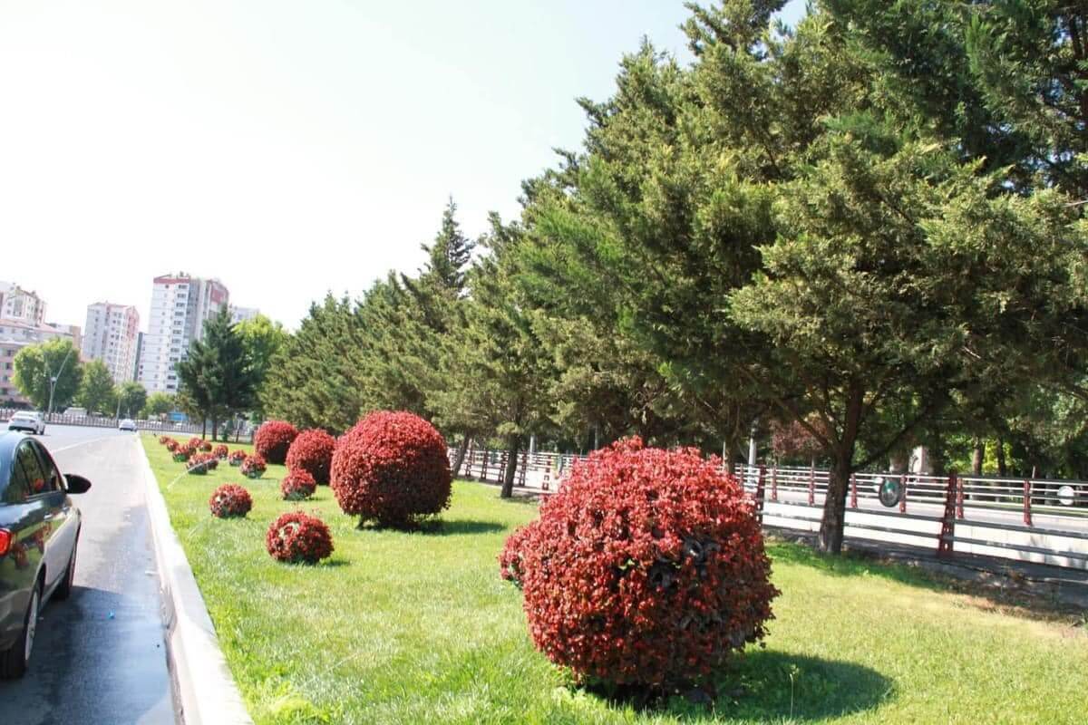Kayseri’de Bu Çiçeklerin Adını Daha Önce Duydunuz Mu (5)