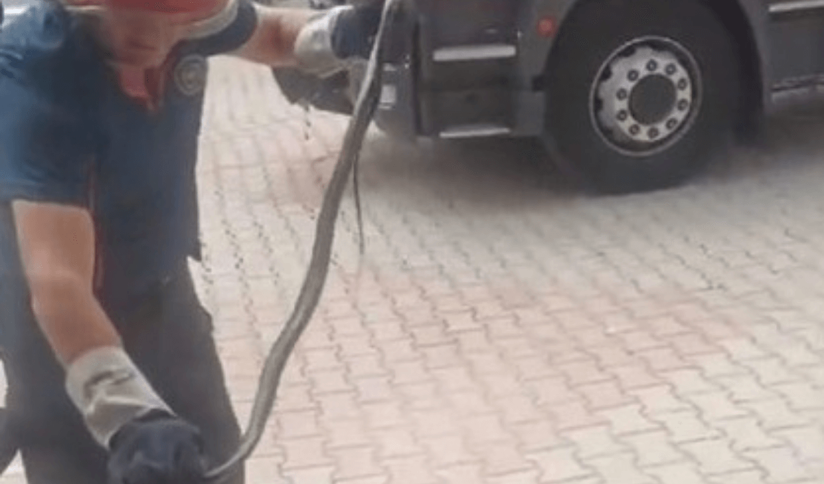 Apartmanın Asansör Boşluğunda Yakalandı! Görenler Gözlerine İnanamadı!-1