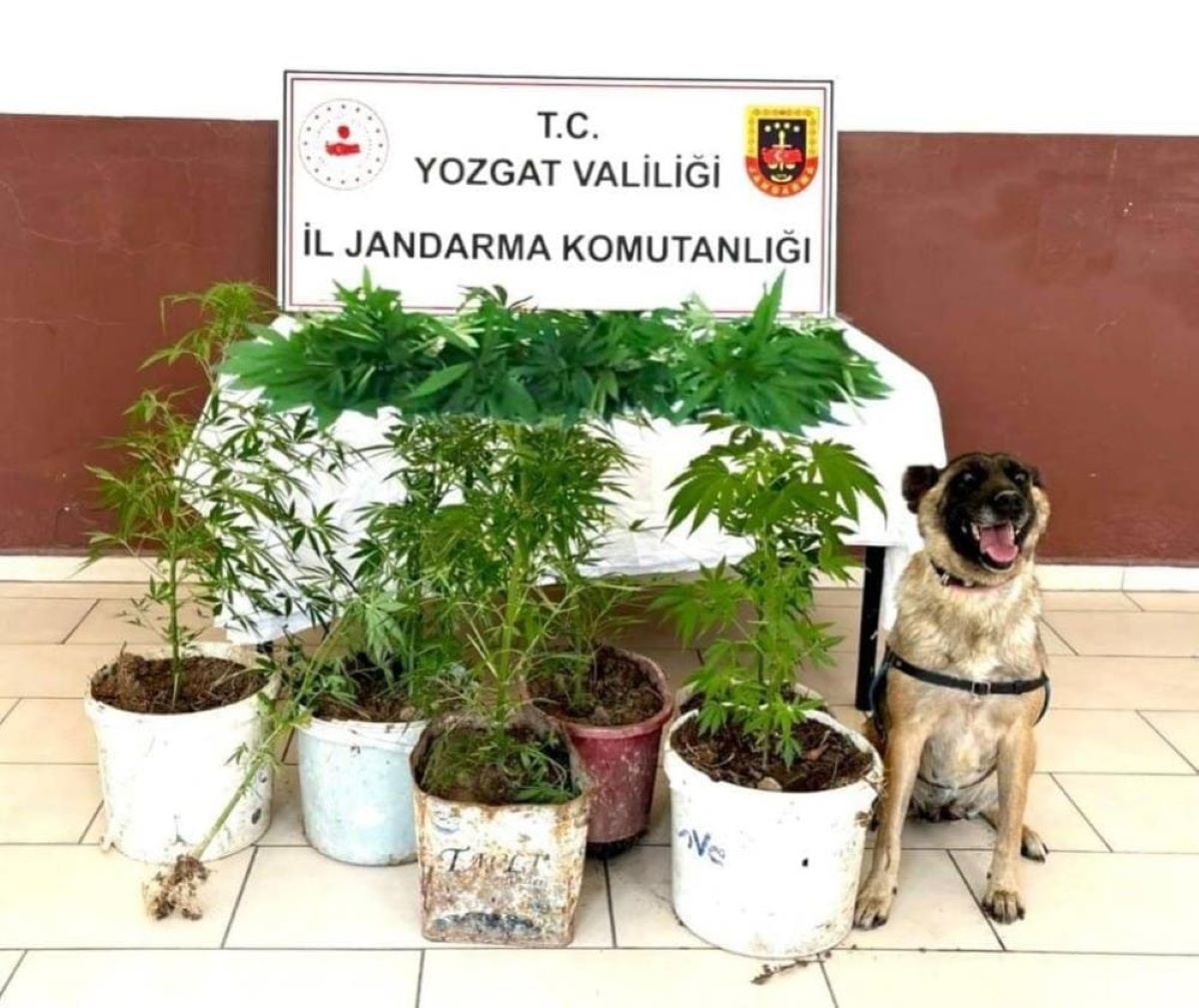 Tarlaya Operasyon Düzenleyen Jandarma, Bakın Ne Yakaladı! 1
