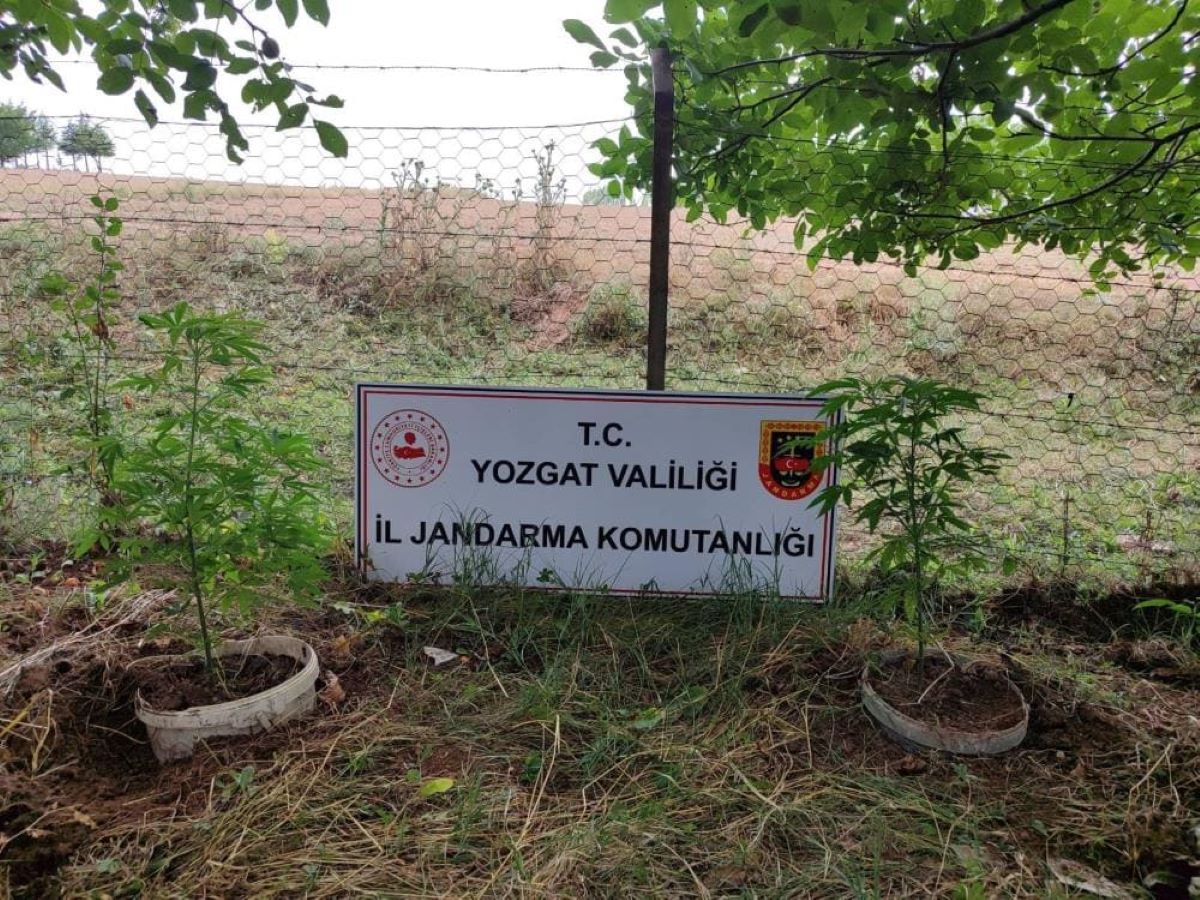 Tarlaya Operasyon Düzenleyen Jandarma, Bakın Ne Yakaladı! 2