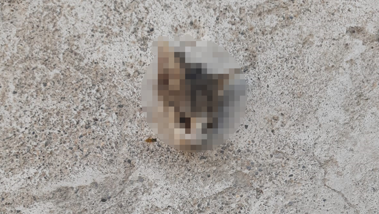 Kedi Kafası