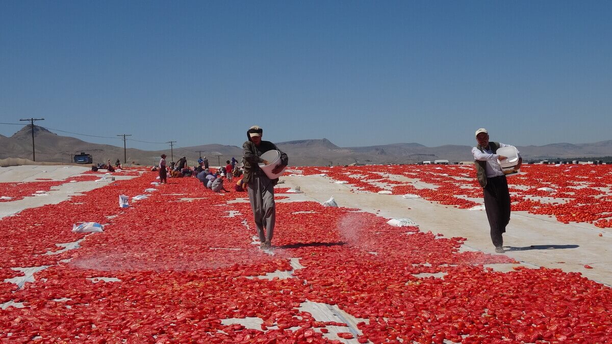 Erciyes Dağı Etekleri Kan Kırmızı Oldu! İşte Sebebi...