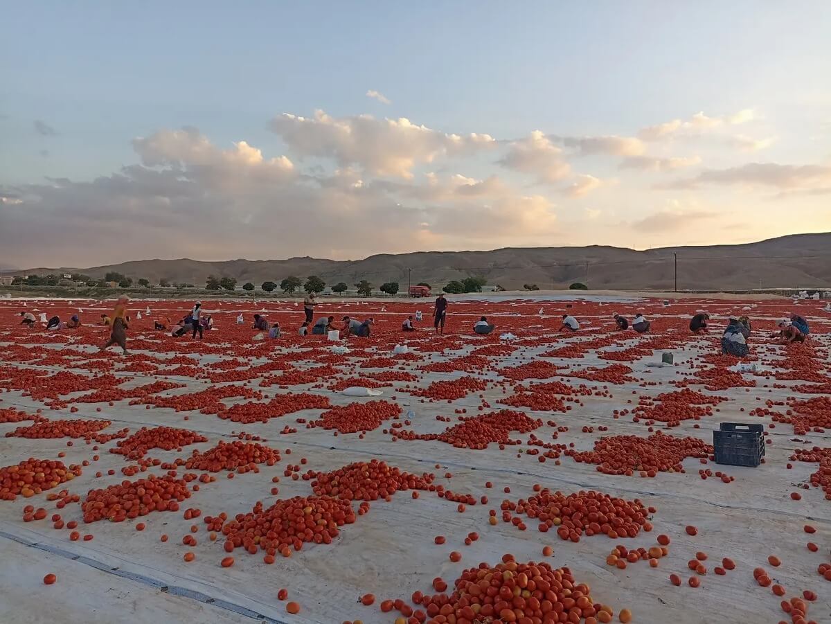 Avrupalı Üreticiler Gözünü Kayseri’nin O İlçesine Dikti! (1)