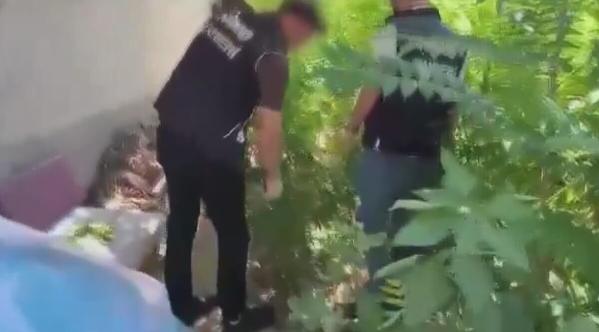 Kayseri’de Bahçesinde Kenevir Yetiştiren Adam Yakalandı!
