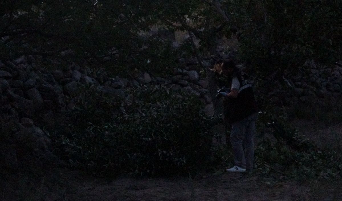 Ağaç (2)