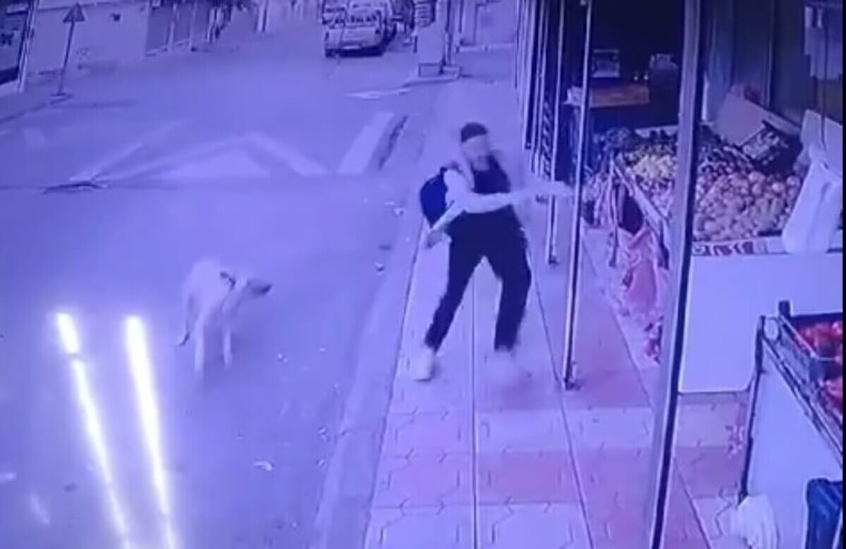 Başıboş Sokak Köpeği Korku Saldı! (1)