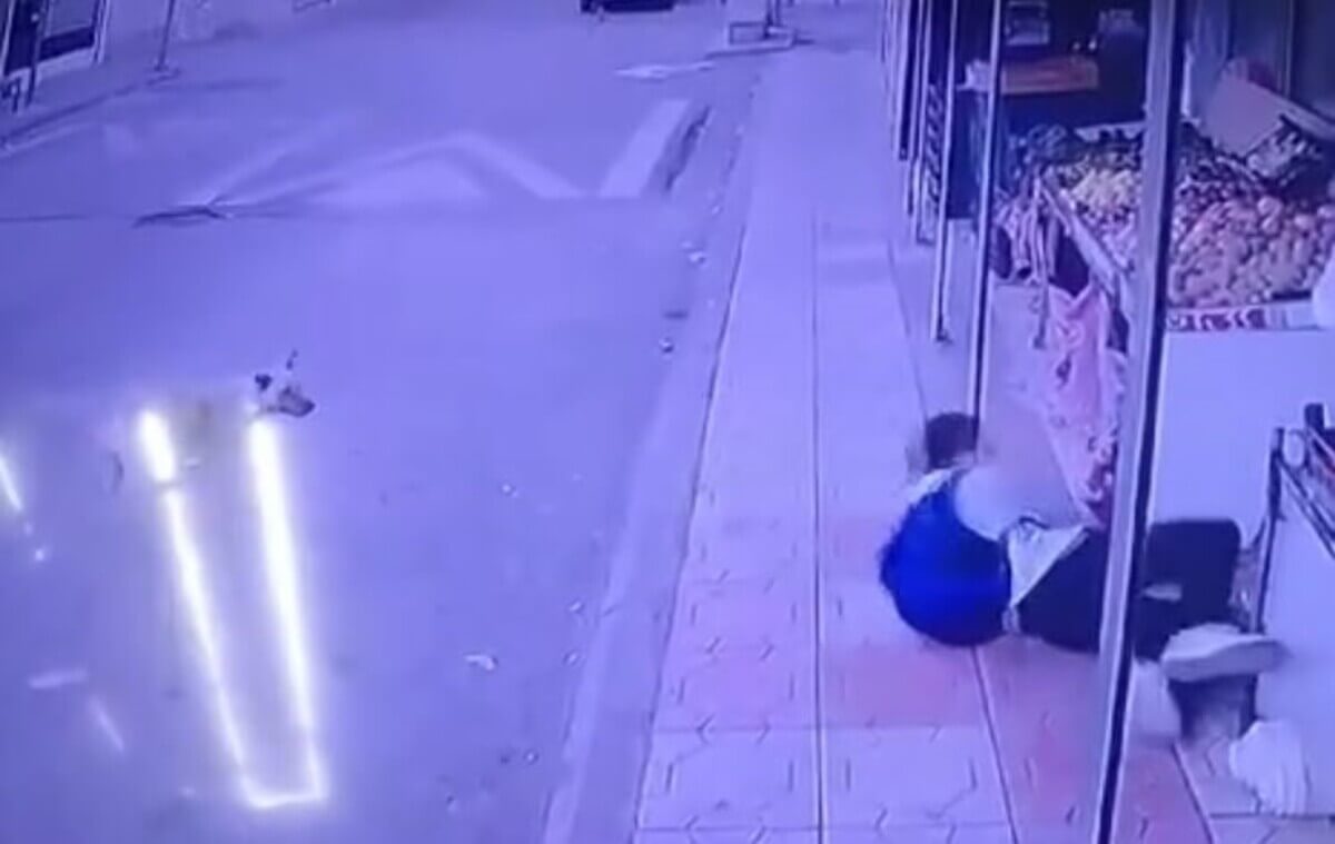 Başıboş Sokak Köpeği Korku Saldı! (3)
