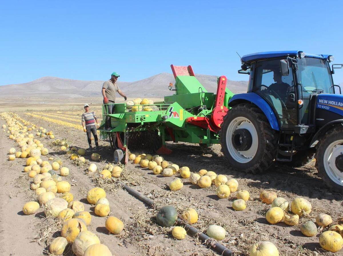 Kayseri Tomarza Ilçesinde Kabak Çekirdeği Hasadı Başladı (1)