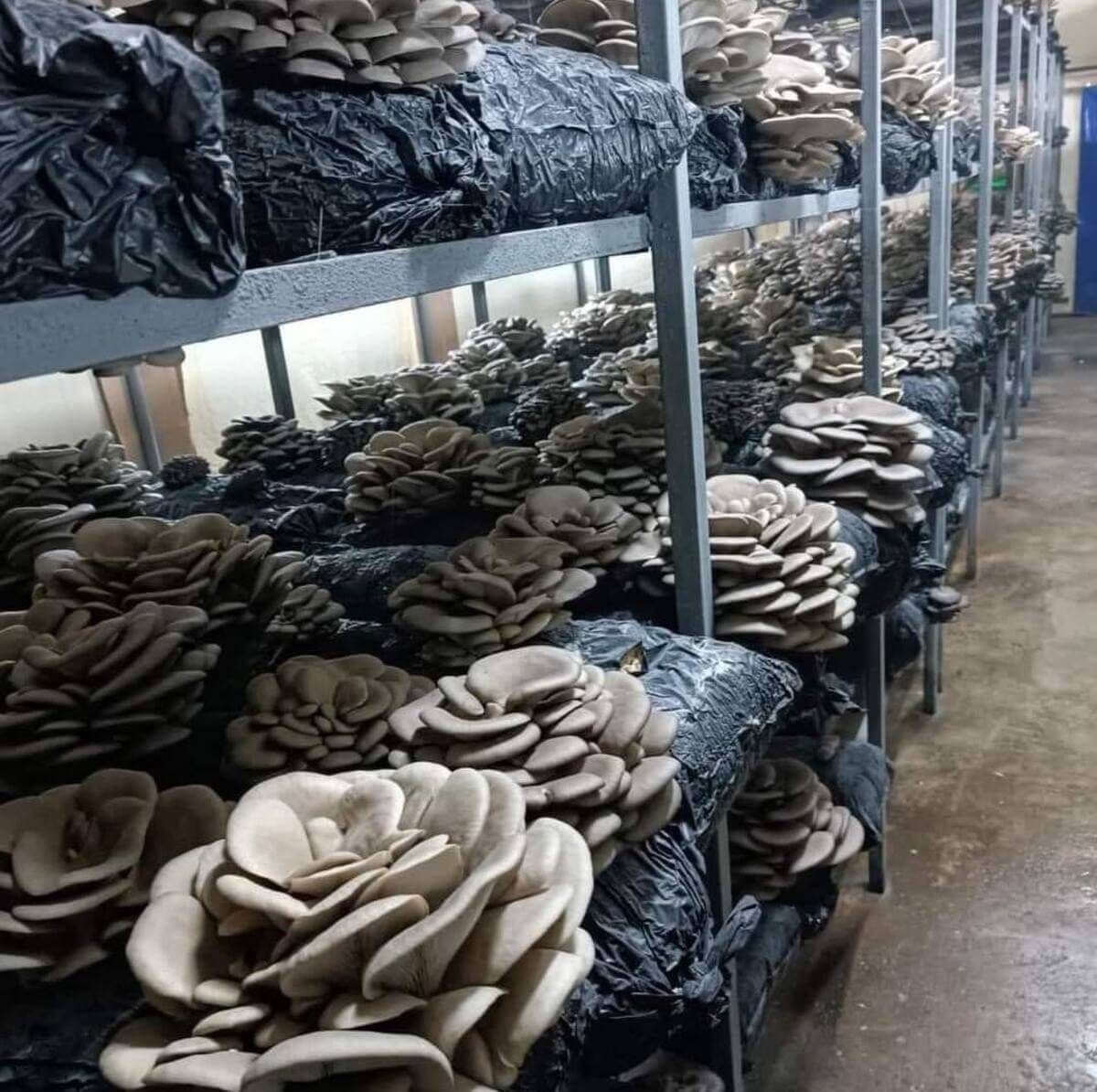 Kayseri’nin O İlçesinden Dünyanın En Büyük Market Zincirine Satılıyor (1)