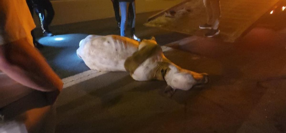Tir’dan Atlayan Angus, Trafiği Felç Etti, İğneyle Vuruldu! 2