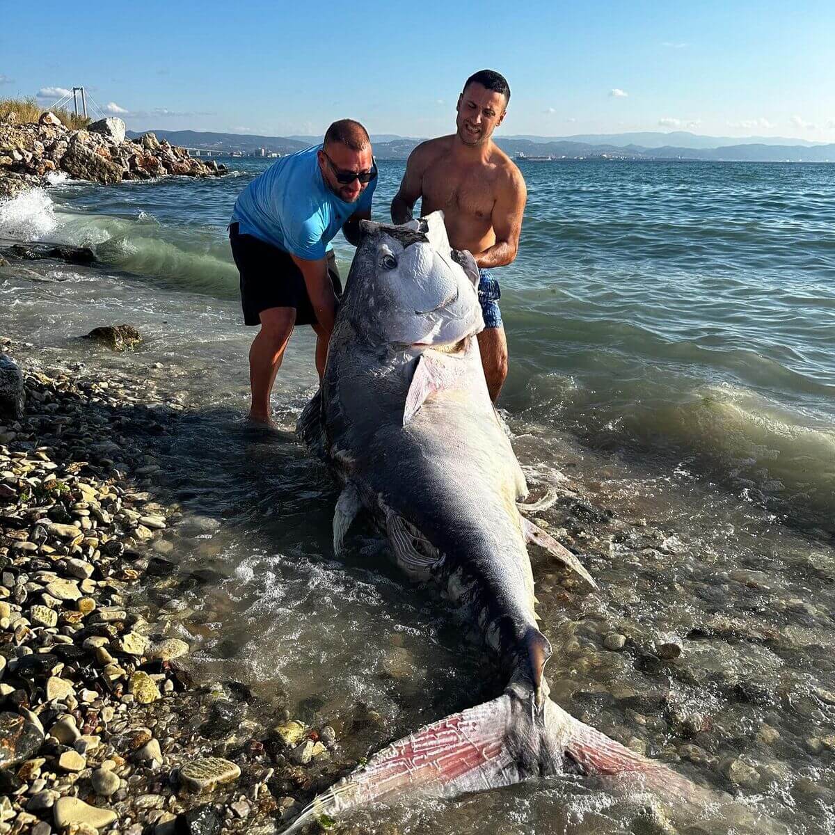 Türkiye’de Bir İlk! 320 Kg’lık Orkinos Zıpkınla Yakalandı! Rekor Kırıldı Böylesi Daha Önce Görülmedi (1)2