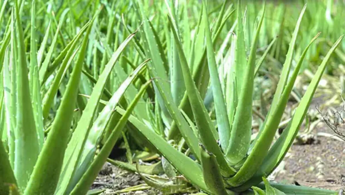 Doğal nemlendirici Aloe Vera: Kuru ciltler için ideal çözüm