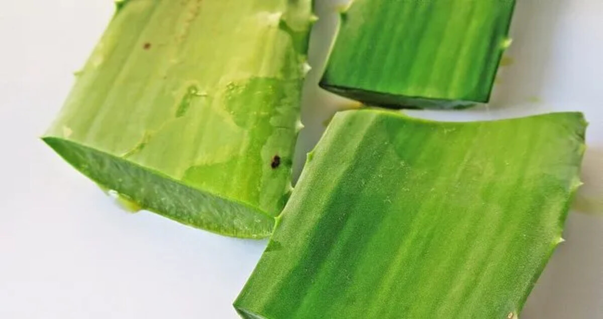 Doğal nemlendirici Aloe Vera: Kuru ciltler için ideal çözüm