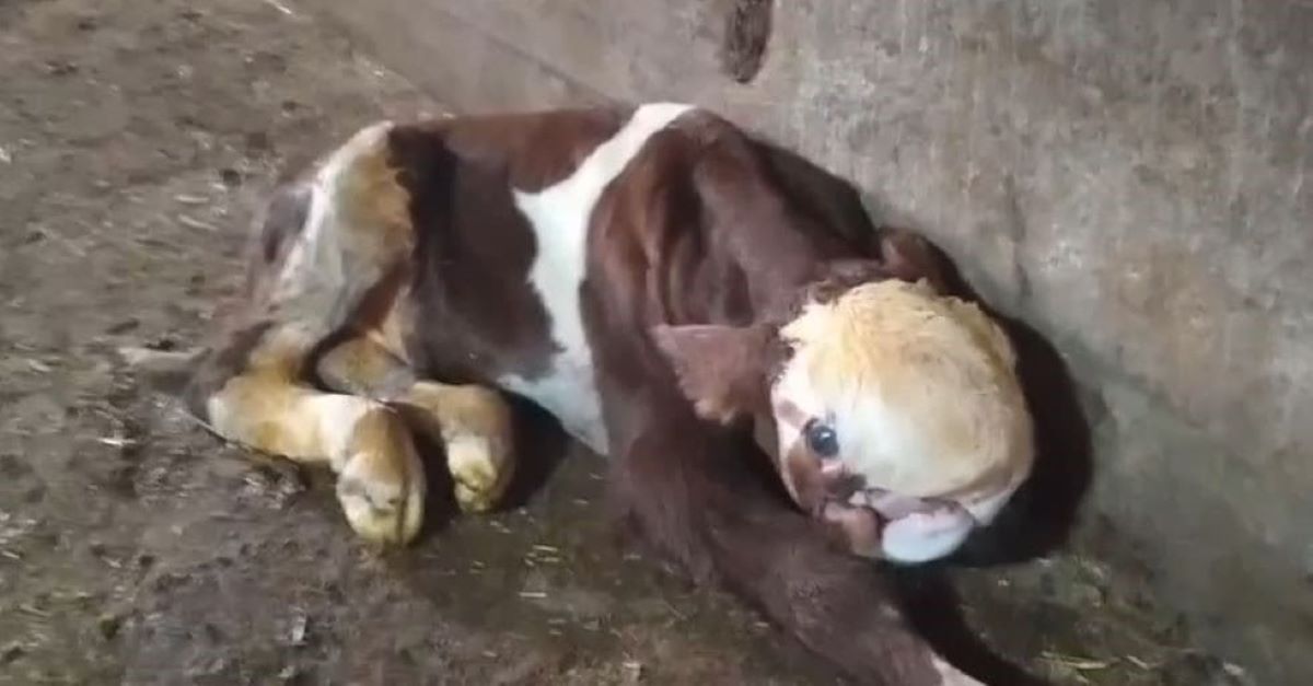 Ahırdan Gelen Sesleri Duydu, Gördüklerine İnanamadı! 3
