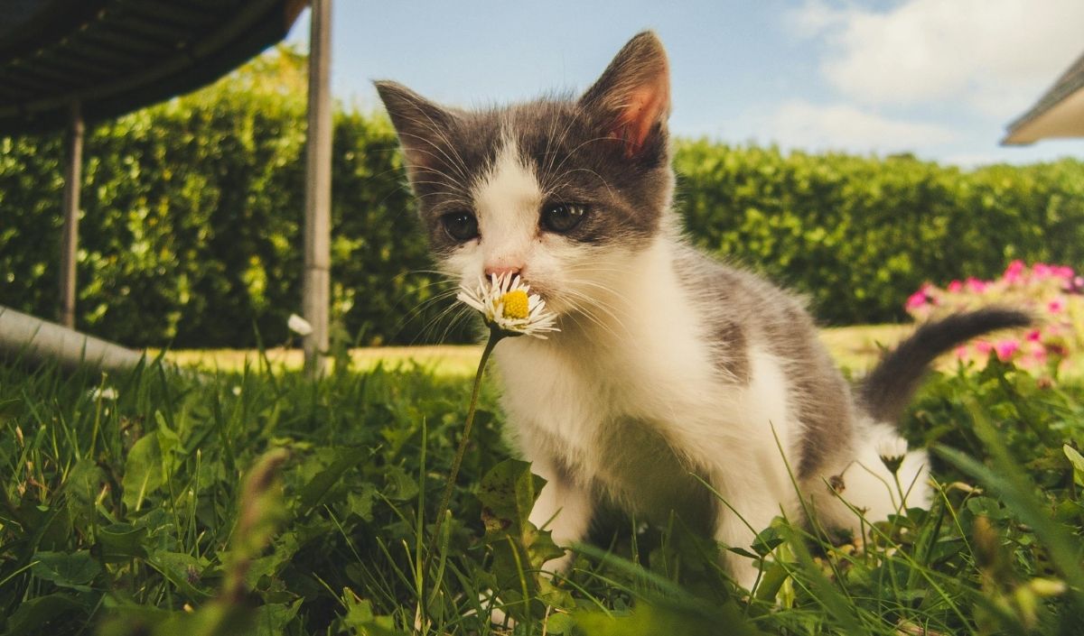 Çiçek Kedi