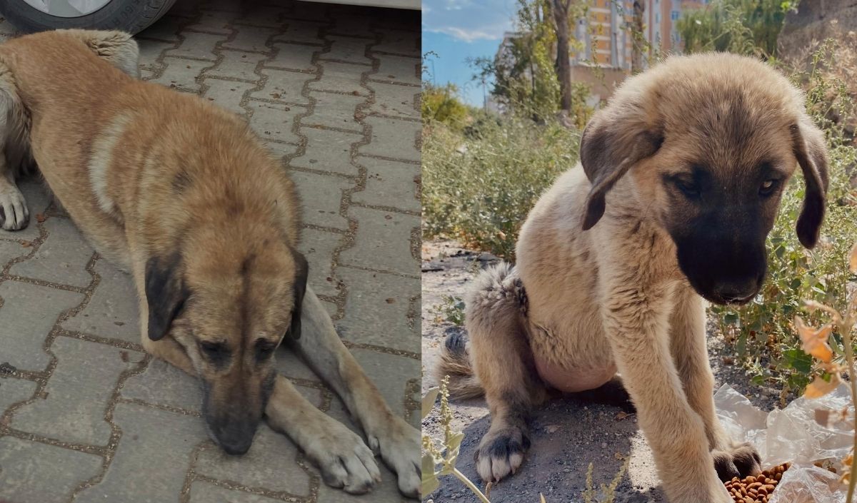 Ikili Köpek
