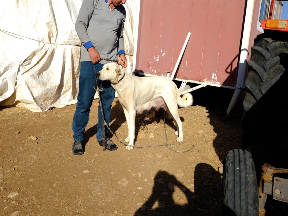 Kayseri’de Komşu Köpeği Dehşet Saçlı Talihsiz Kadın Hastanelik Oldu 3