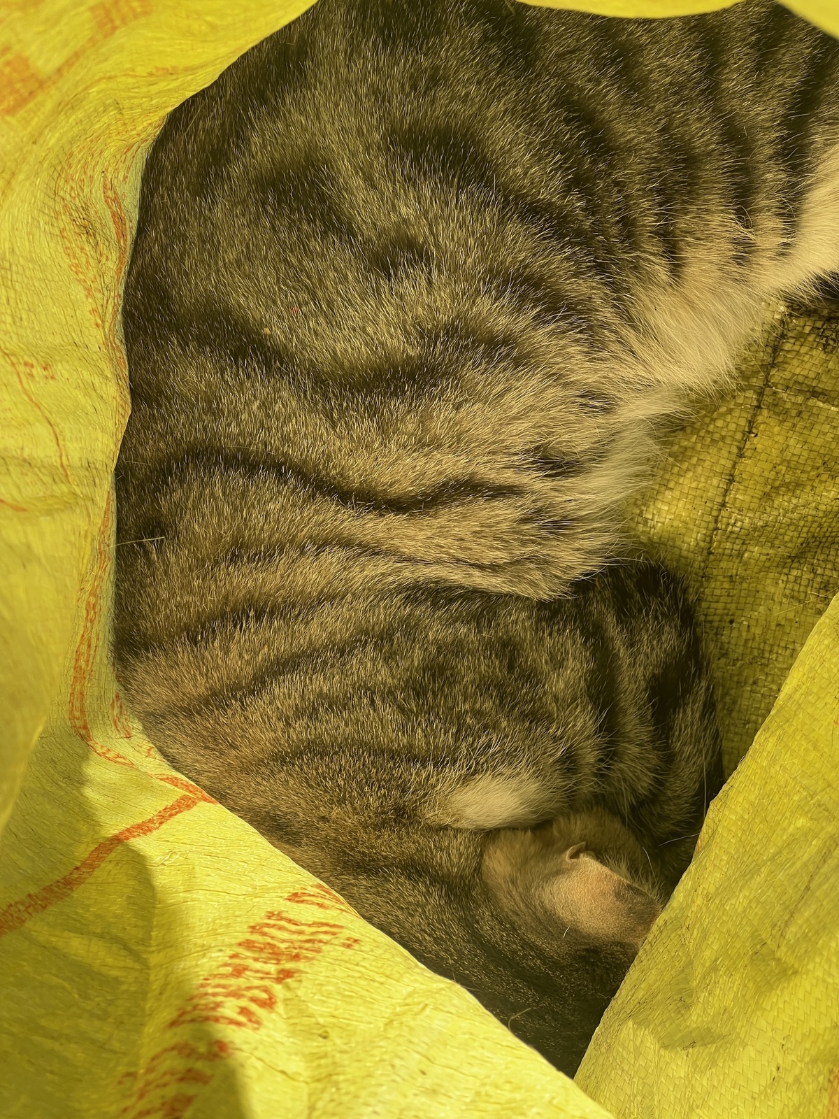 Kedi (2)-1