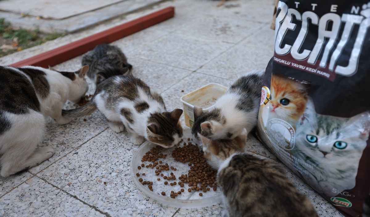 Kedi (3)