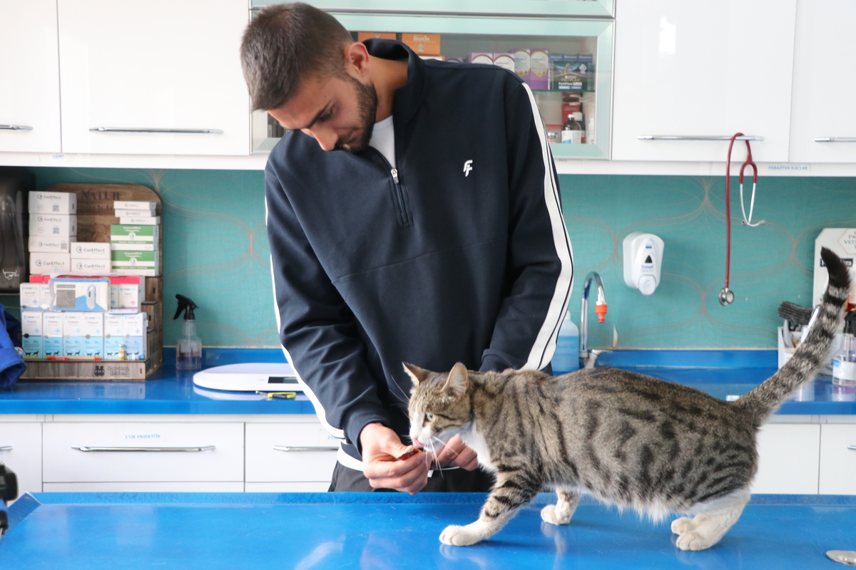 Kedi (4)
