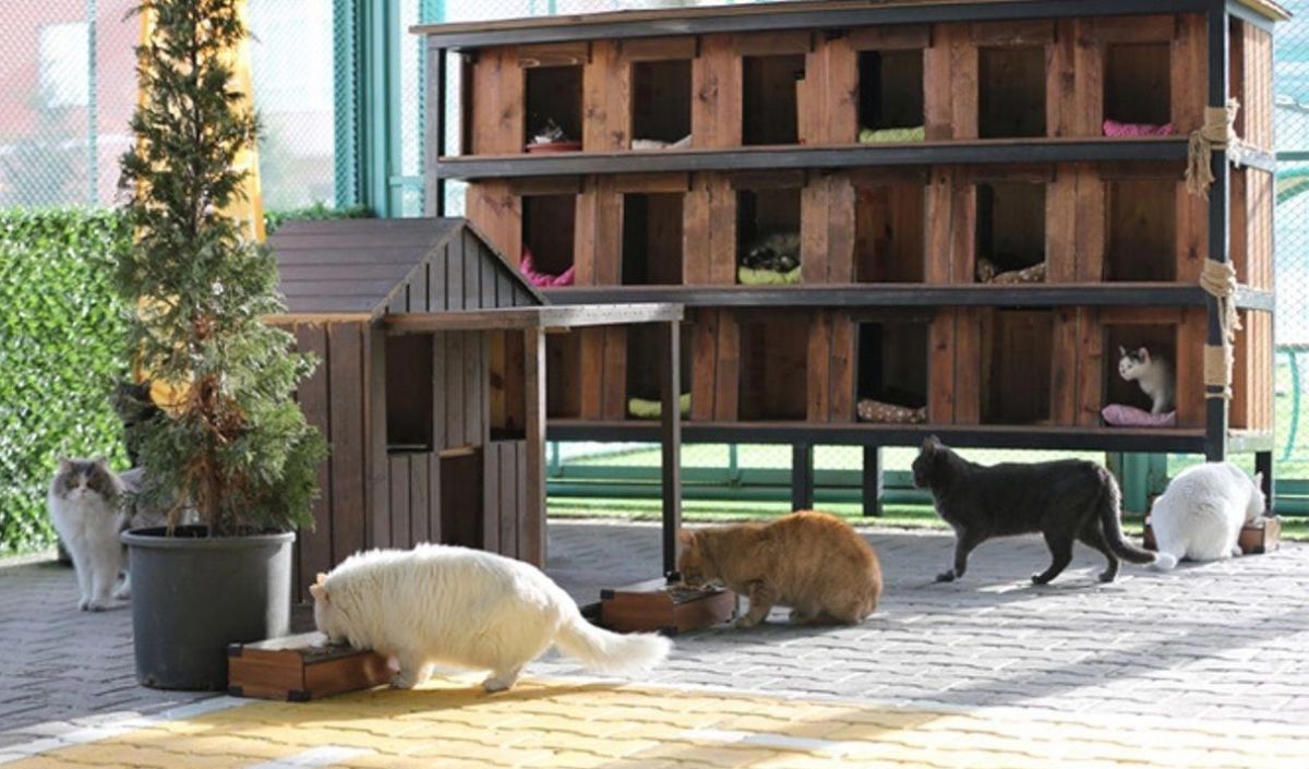 Kedi Kasabası