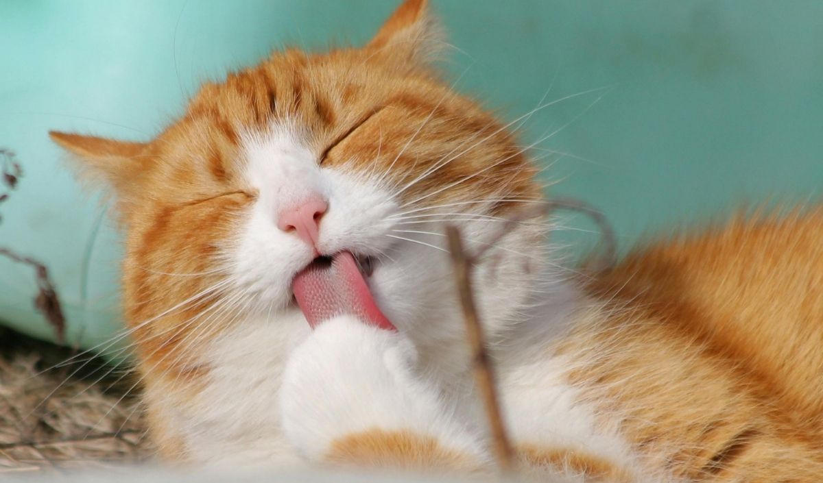 Kendini Yalayan Kedi-1