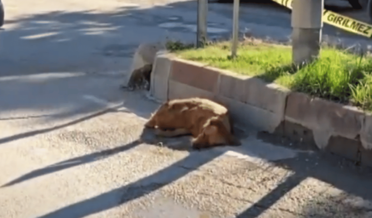 Köpek.... (1)
