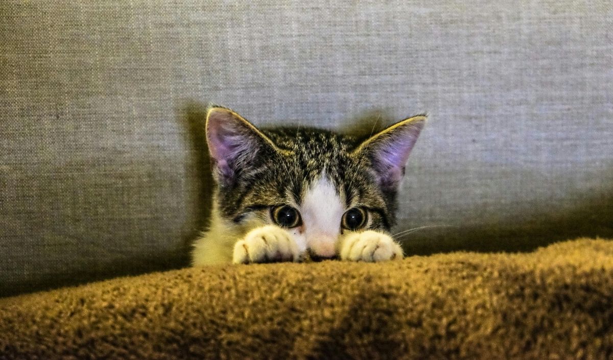 Saklanan Kedi