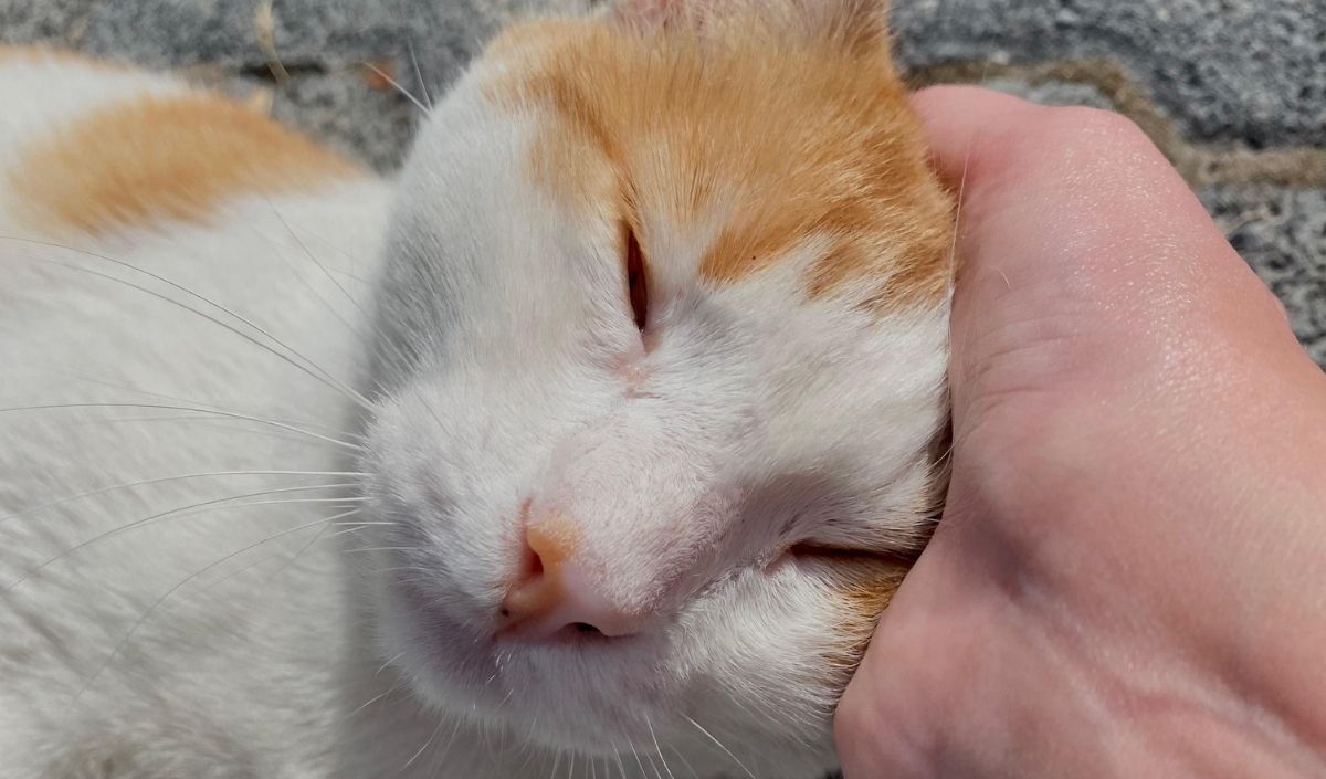 Sapsarı Kedi