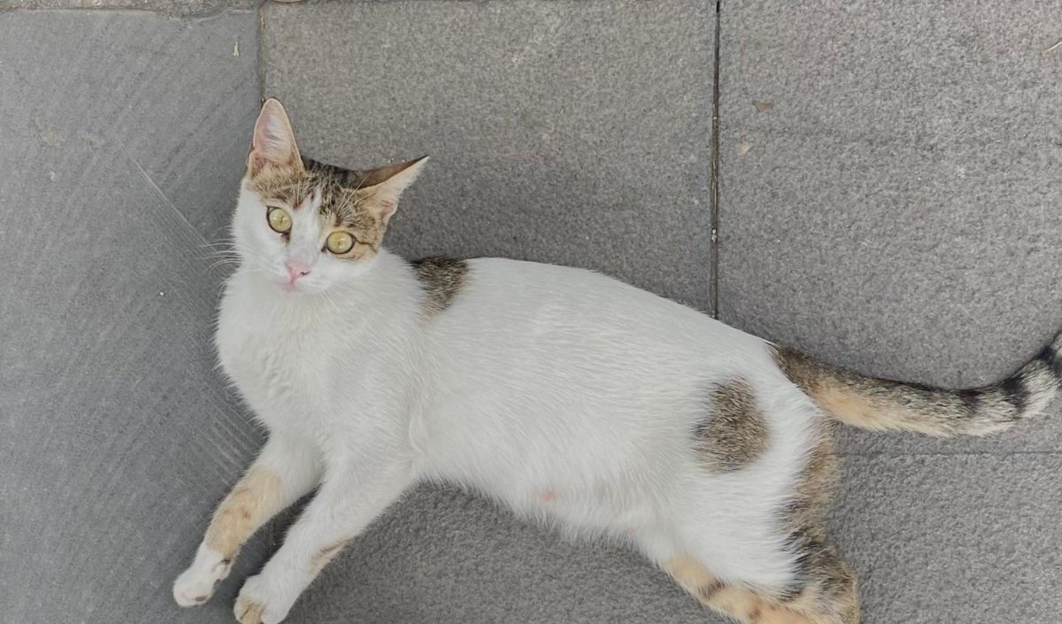 Şaşkın Kedi-1