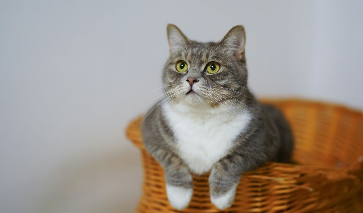 Sepetteki Kedi