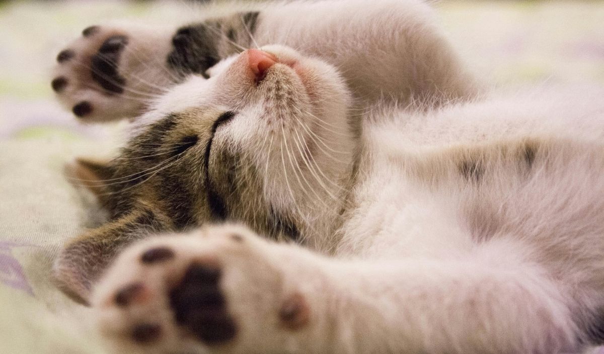Sırtüstü Yatan Kedi