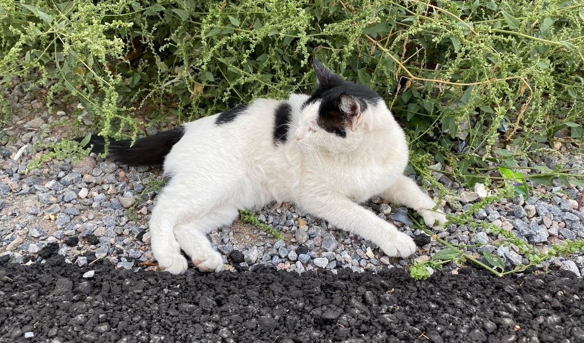 Siyah Beyaz Kedi