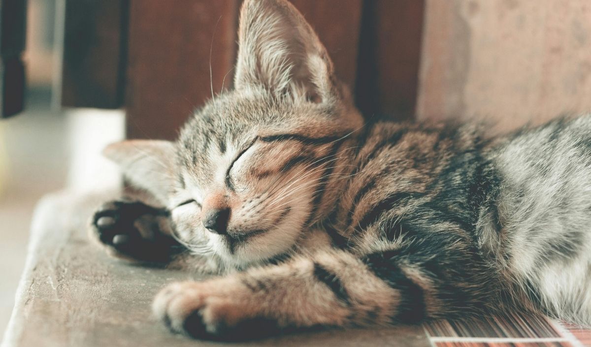 Uyuyan Kedi