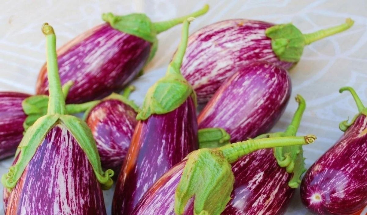 Yamula Patlıcanı