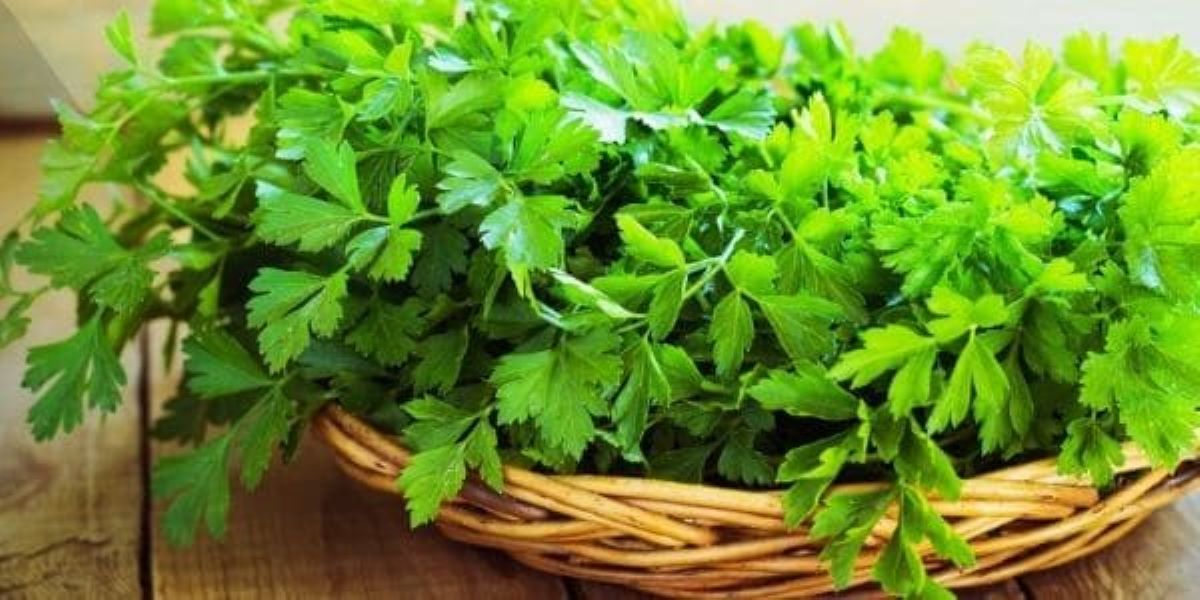 Ağız Kokusuna Veda Maydanoz Ve Limonun Mucizevi Gücü 3