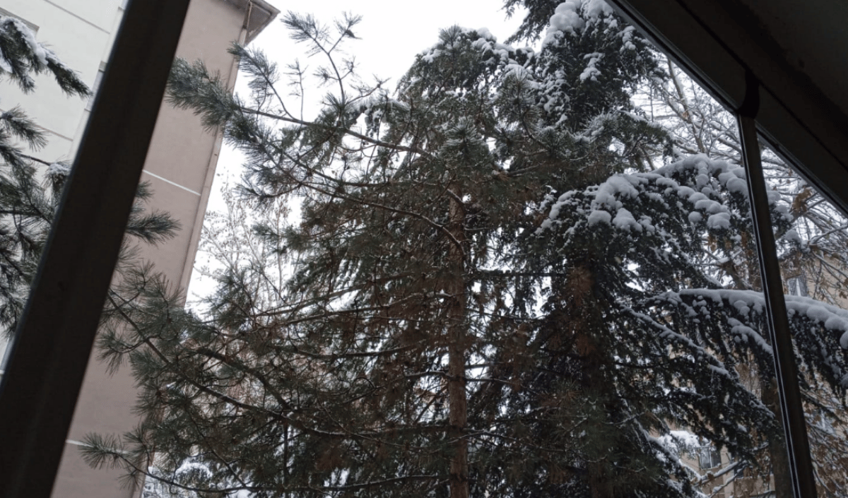 Devrilenağaç (1)