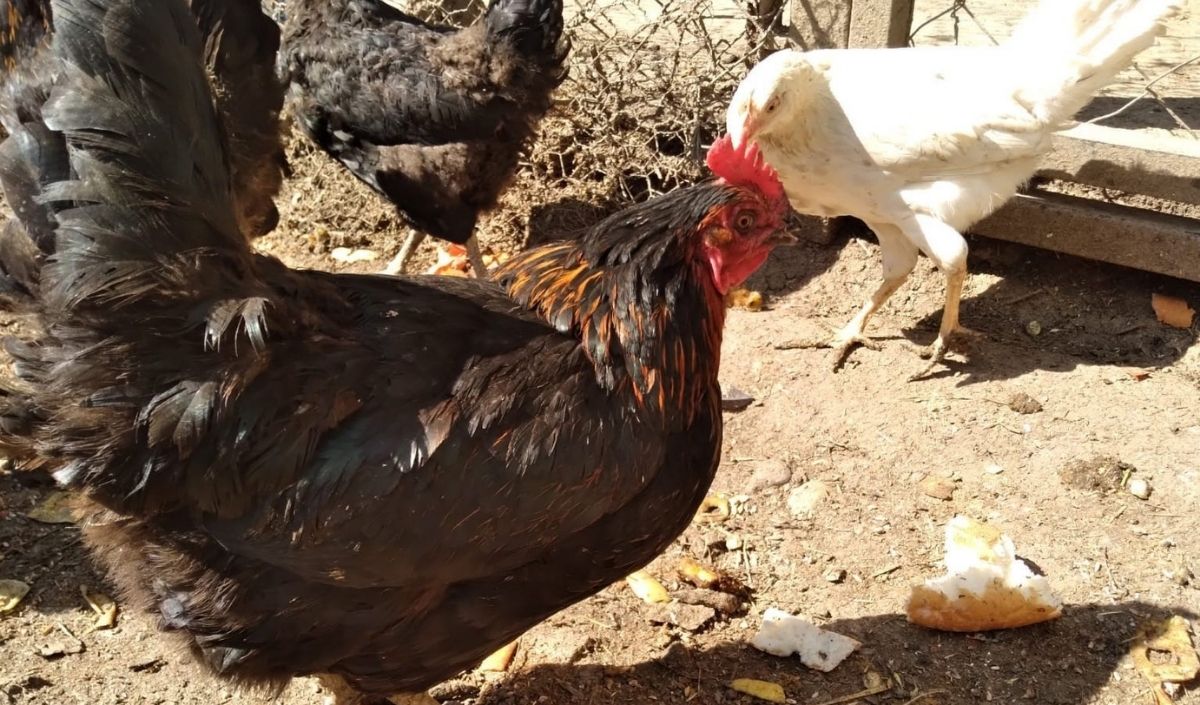 Kuş Gribi (3)