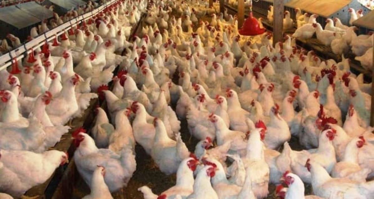 Kuş Gribi Ve İnsan Sağlığı Üzerindeki Riskler Bilim İnsanları Ne Diyor 1