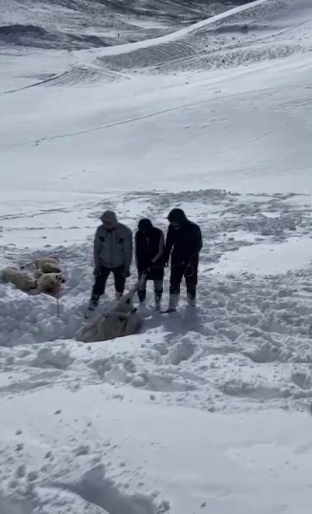 Mahsur Kalan 2 Çoban Ve 600 Koyunu Kurtarmak Için Zamanla Yarıştılar! (3)