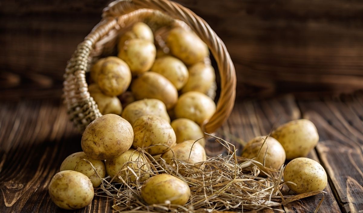 Patates (2)