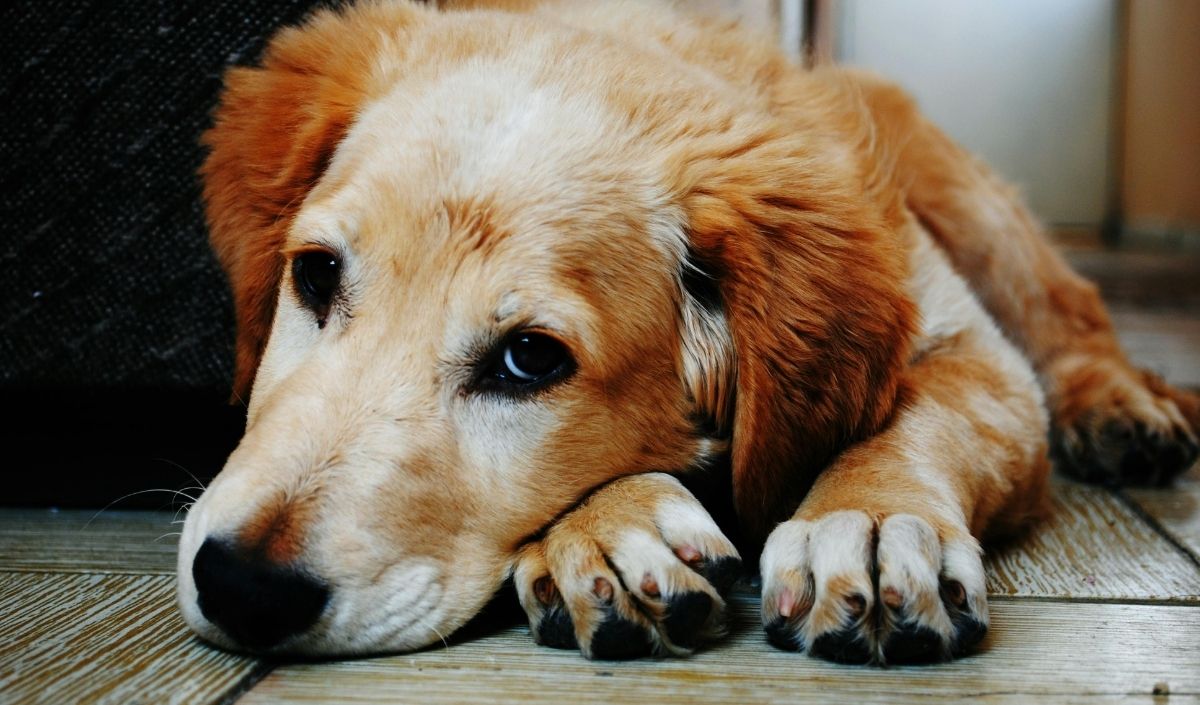 Rüyada Köpek Görmek 2