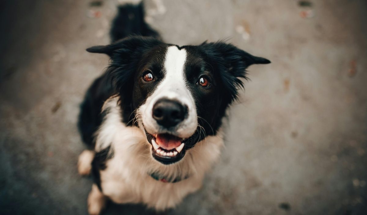 Rüyada Köpek Görmek 3