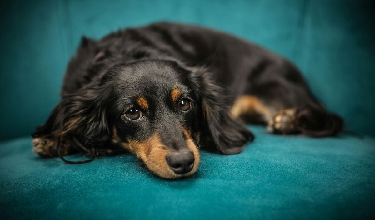 Rüyada Köpek Görmek