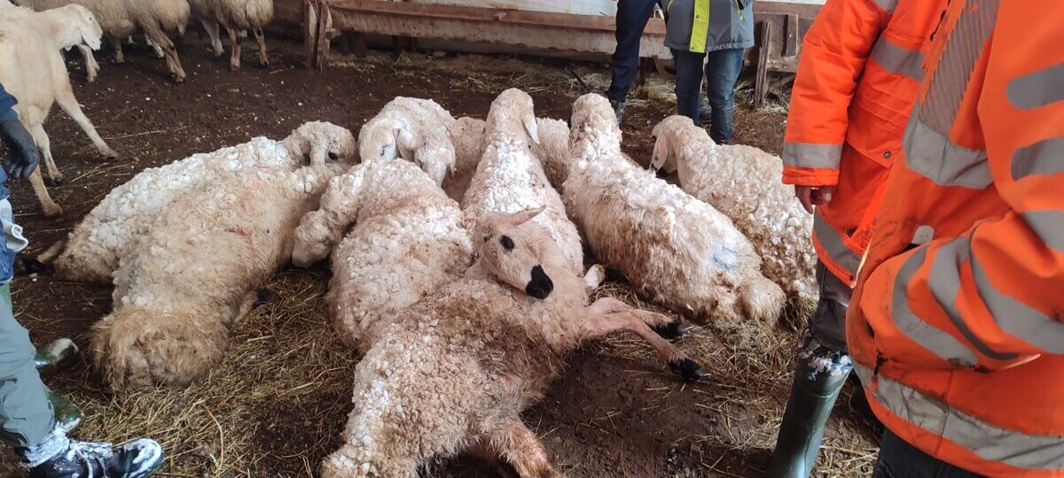 Sivas'ta Onlarca Koyunu Telef Olan Vatandaş Yardım Istedi Kalanları Da Ölmesin (2)