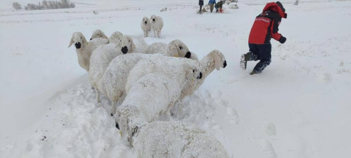 Sivas'ta Onlarca Koyunu Telef Olan Vatandaş Yardım Istedi Kalanları Da Ölmesin (3)