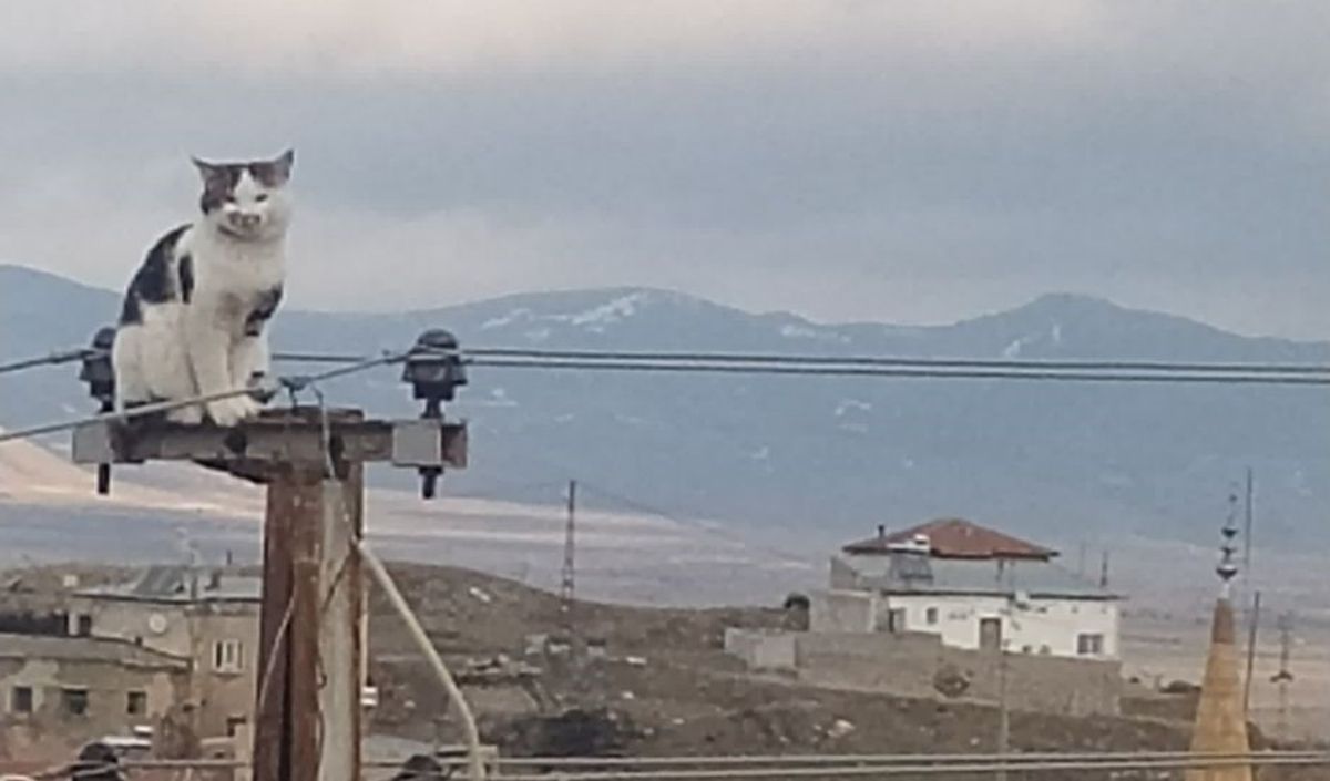 Elektrik Direği2