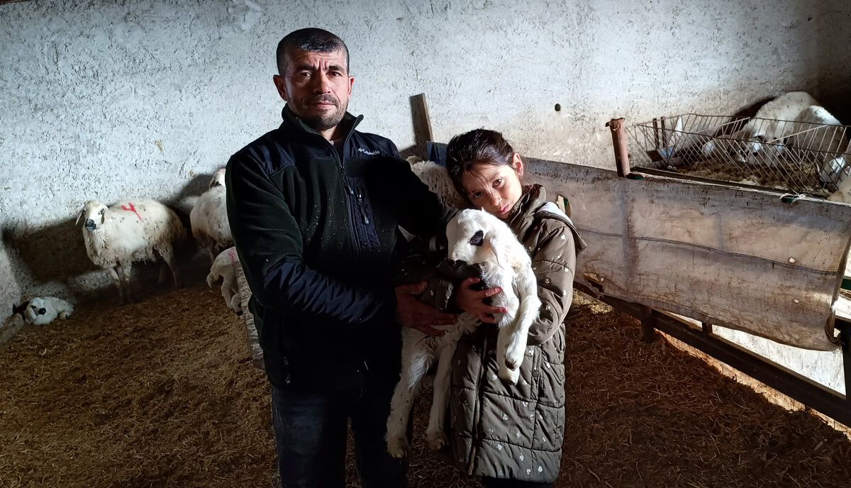 Kayseri’de yürek ısıtan olay: Felçli kuzuyu biberonla besliyor!