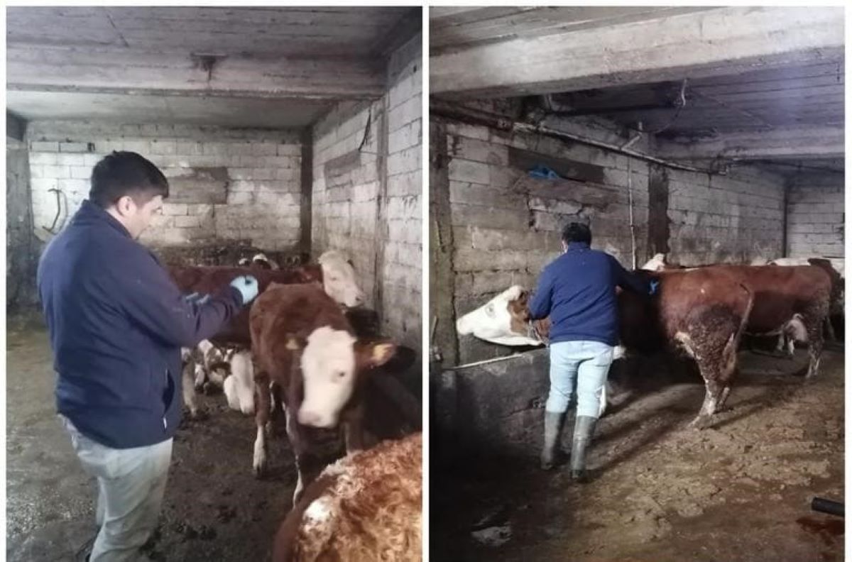 Akkışla Şap Aşısı 3