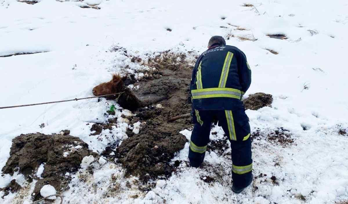Kayseri Osb Yılkı Atını Bakın Nasıl Kurtardı (3)